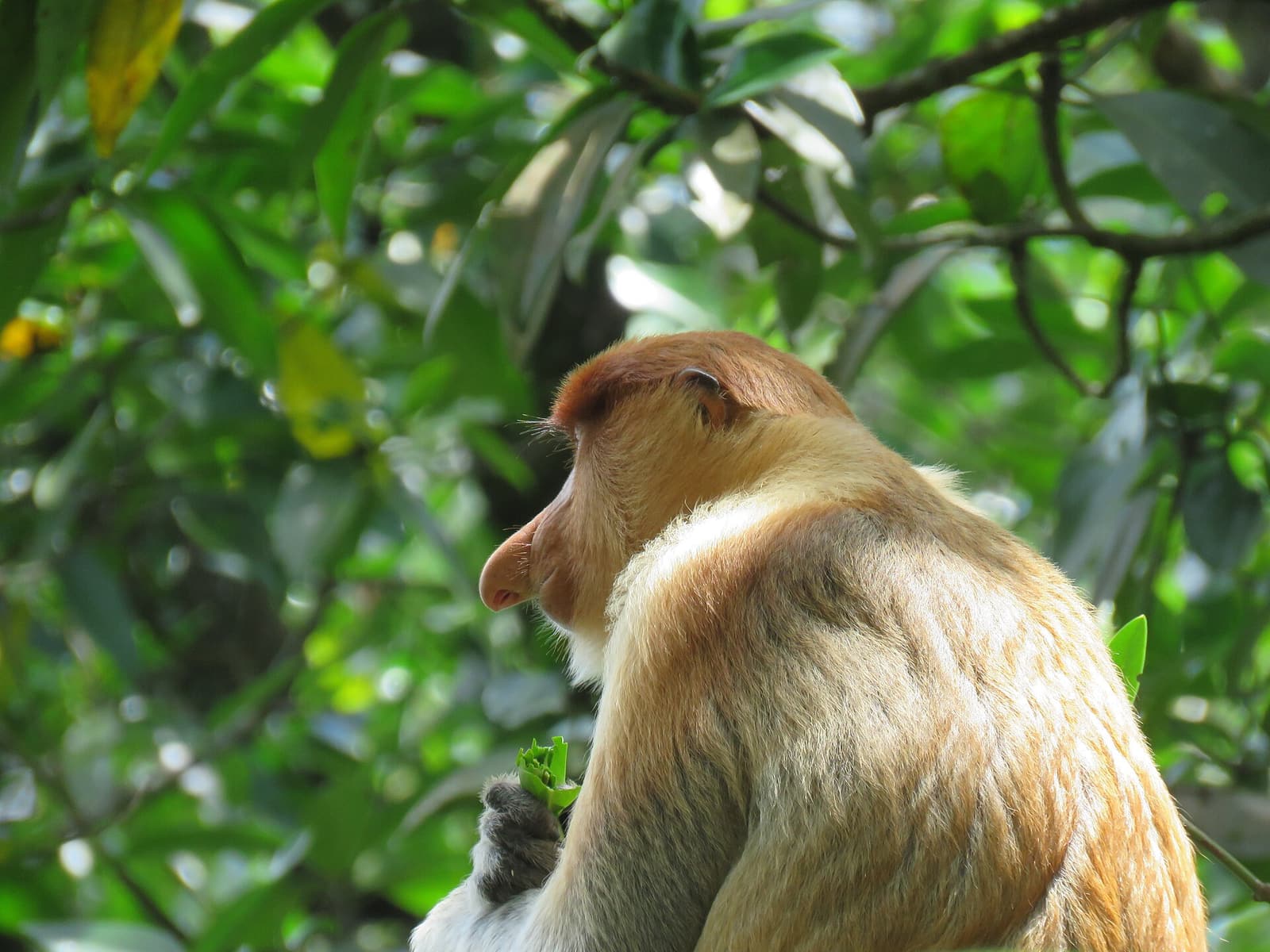 A proboscis monkey sitting among mangrove leaves beside the Brunei River
