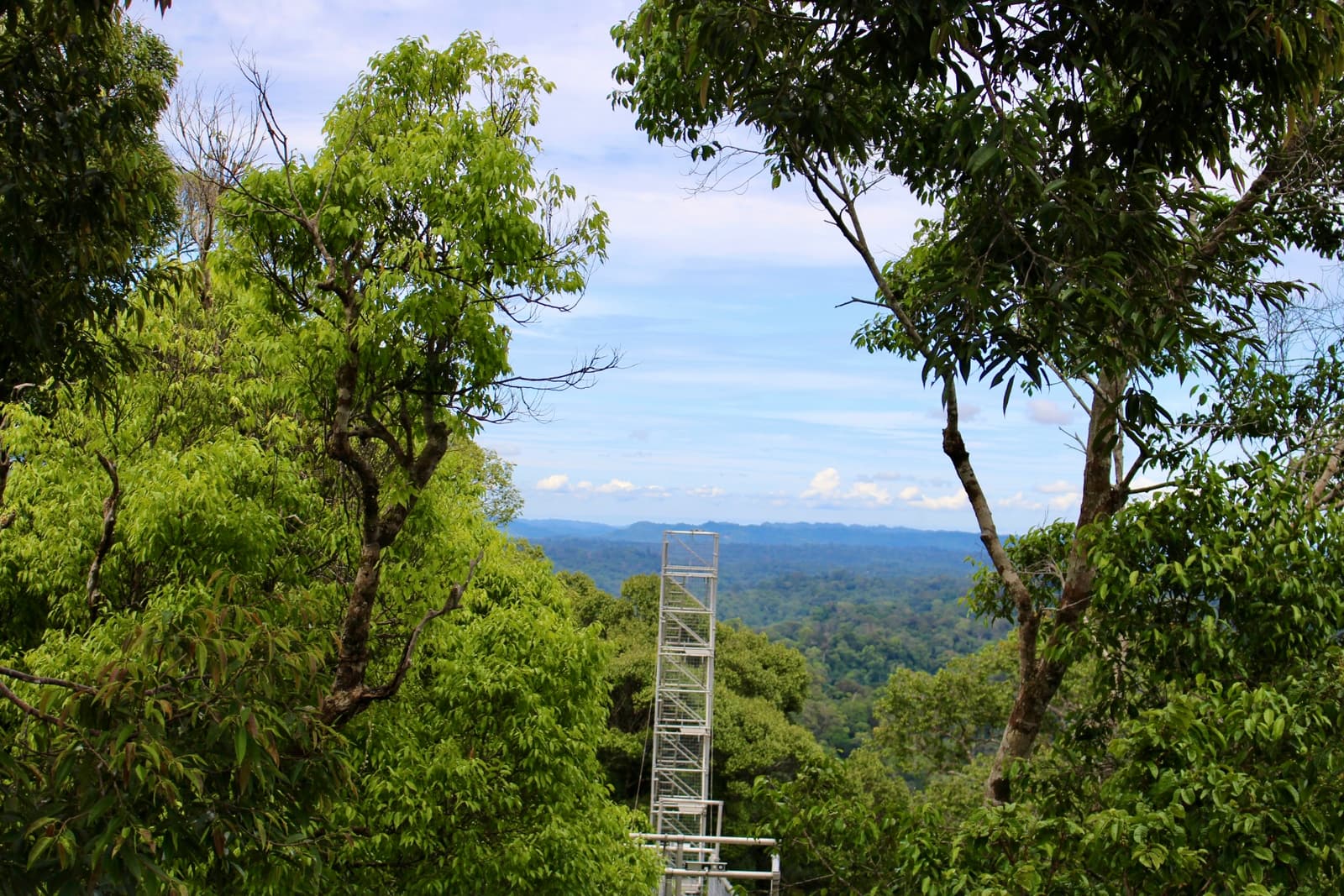 The steel canopy walkway tower rising above the rainforest of Ulu Temburong