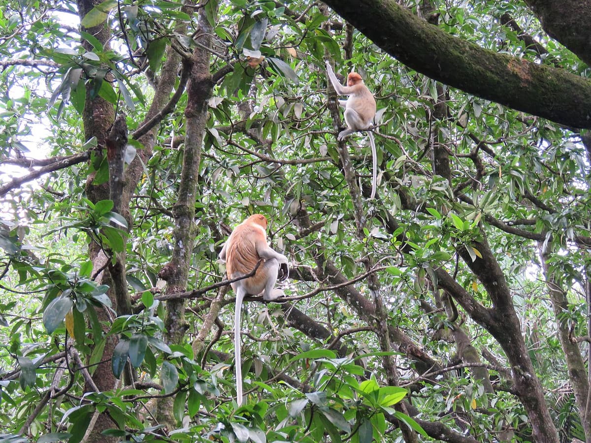A proboscis monkey perched high in a mangrove tree on the Brunei River