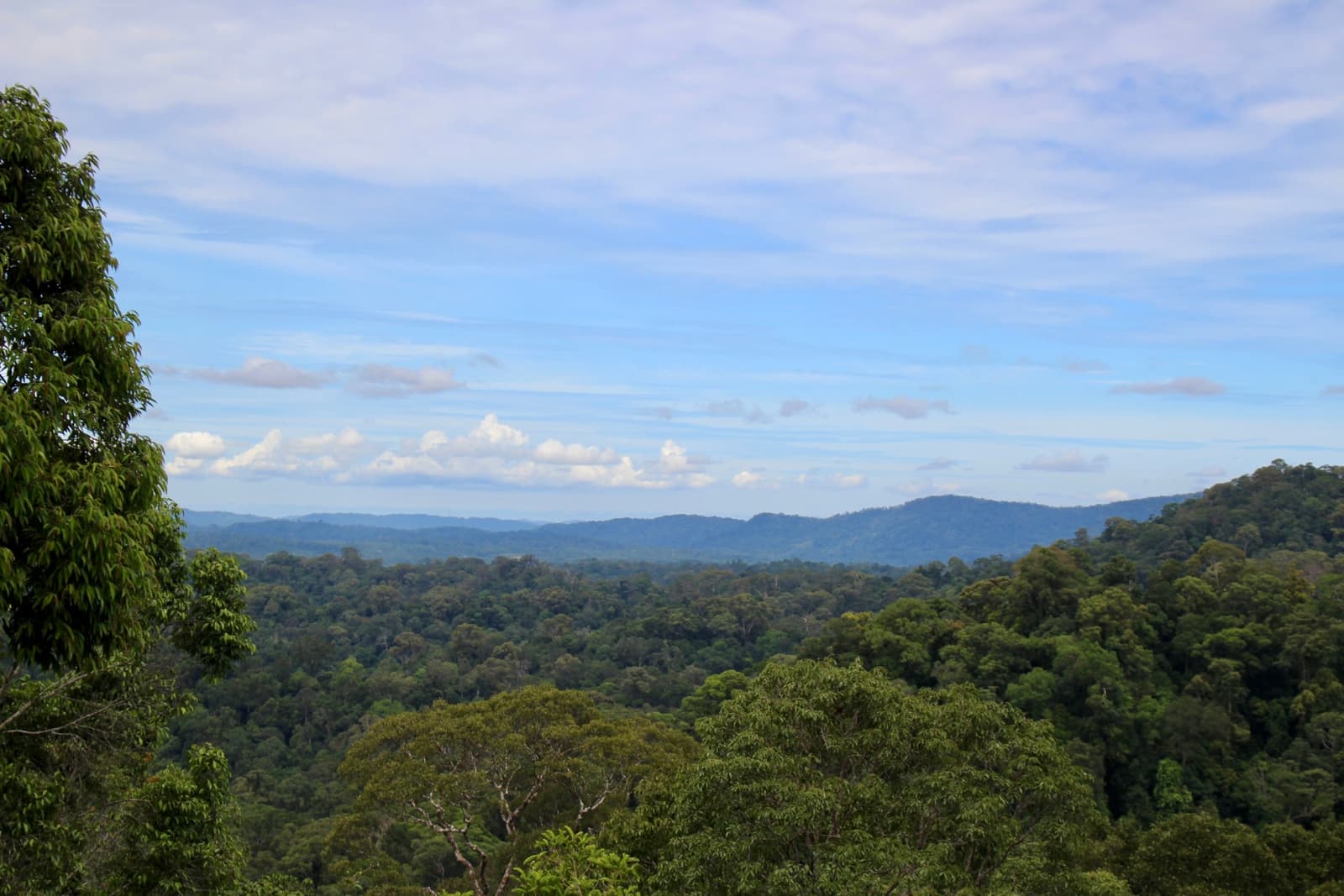 Rainforest-covered hills stretching to the horizon in Temburong